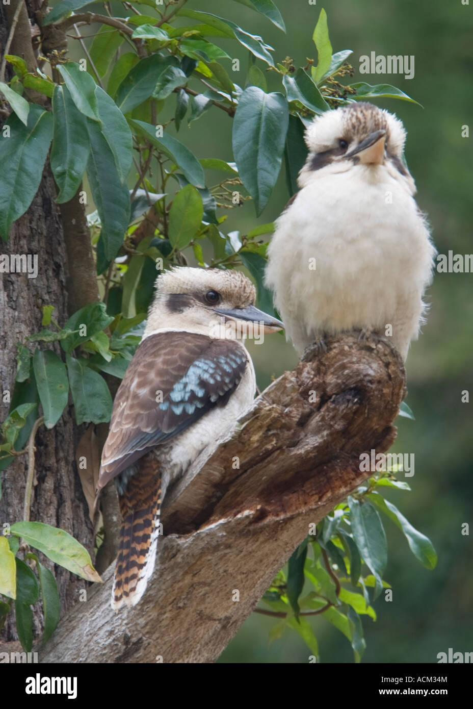 Pair of Kookaburras Stock Photo Alamy