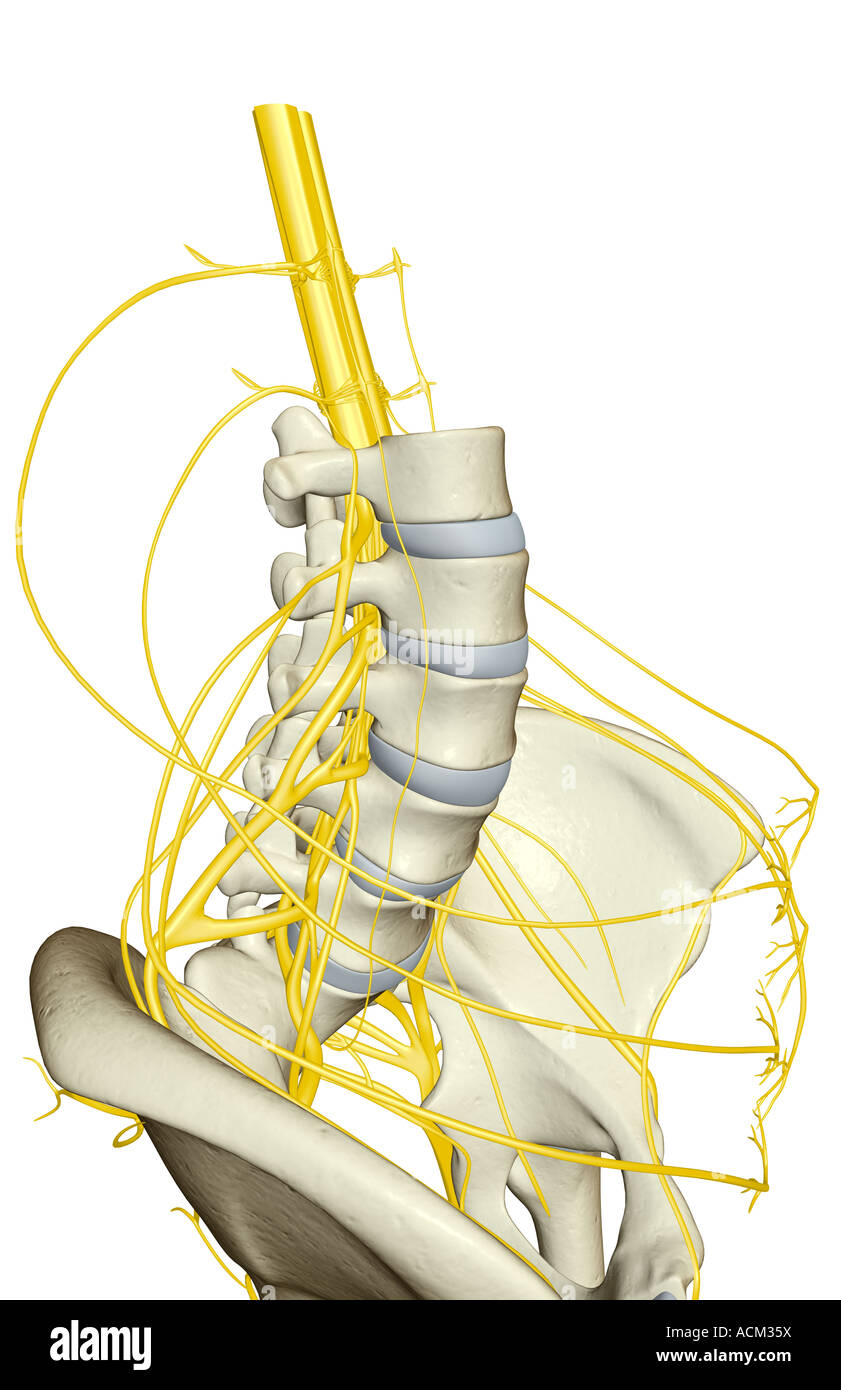 iliohypogastric nerve