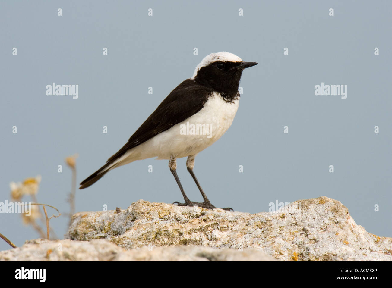 male Pied Wheatear perched on rock Stock Photo