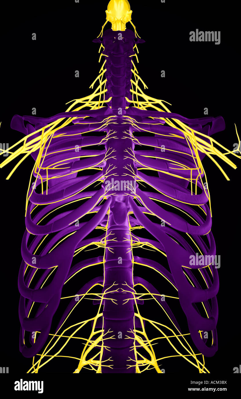 Nerves of the upper body Stock Photo