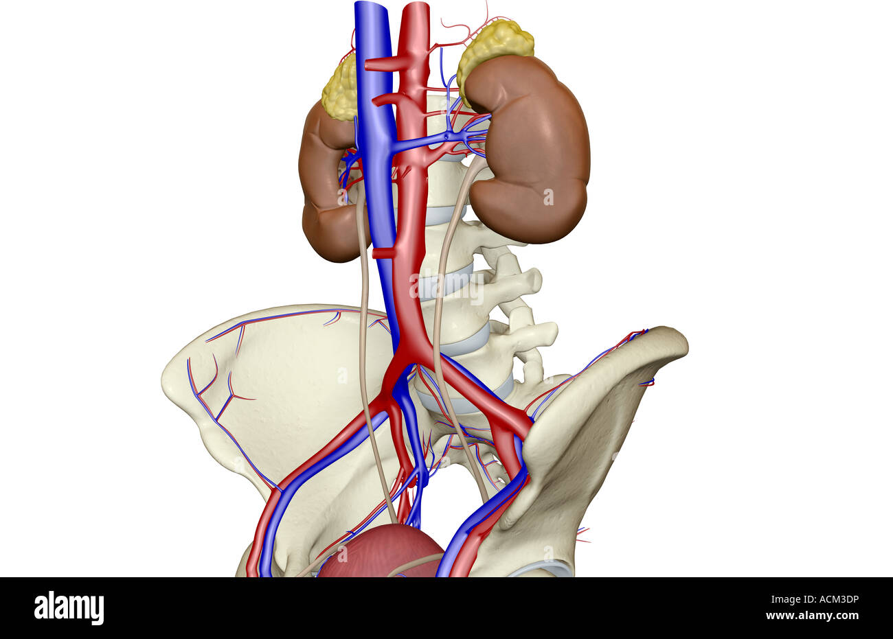 Blood supply of the kidneys Stock Photo Alamy