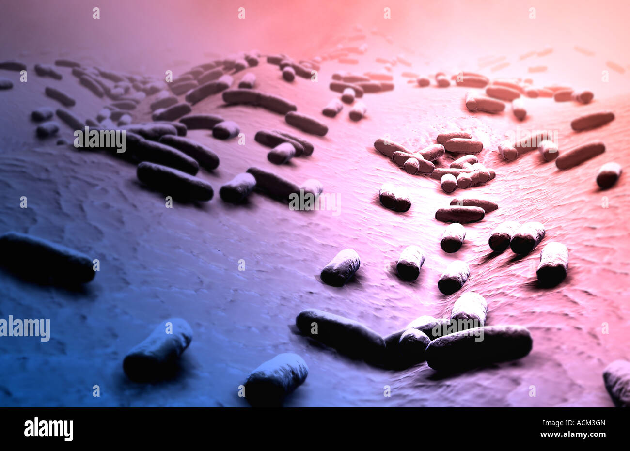 Rod shaped bacteria Stock Photo Alamy