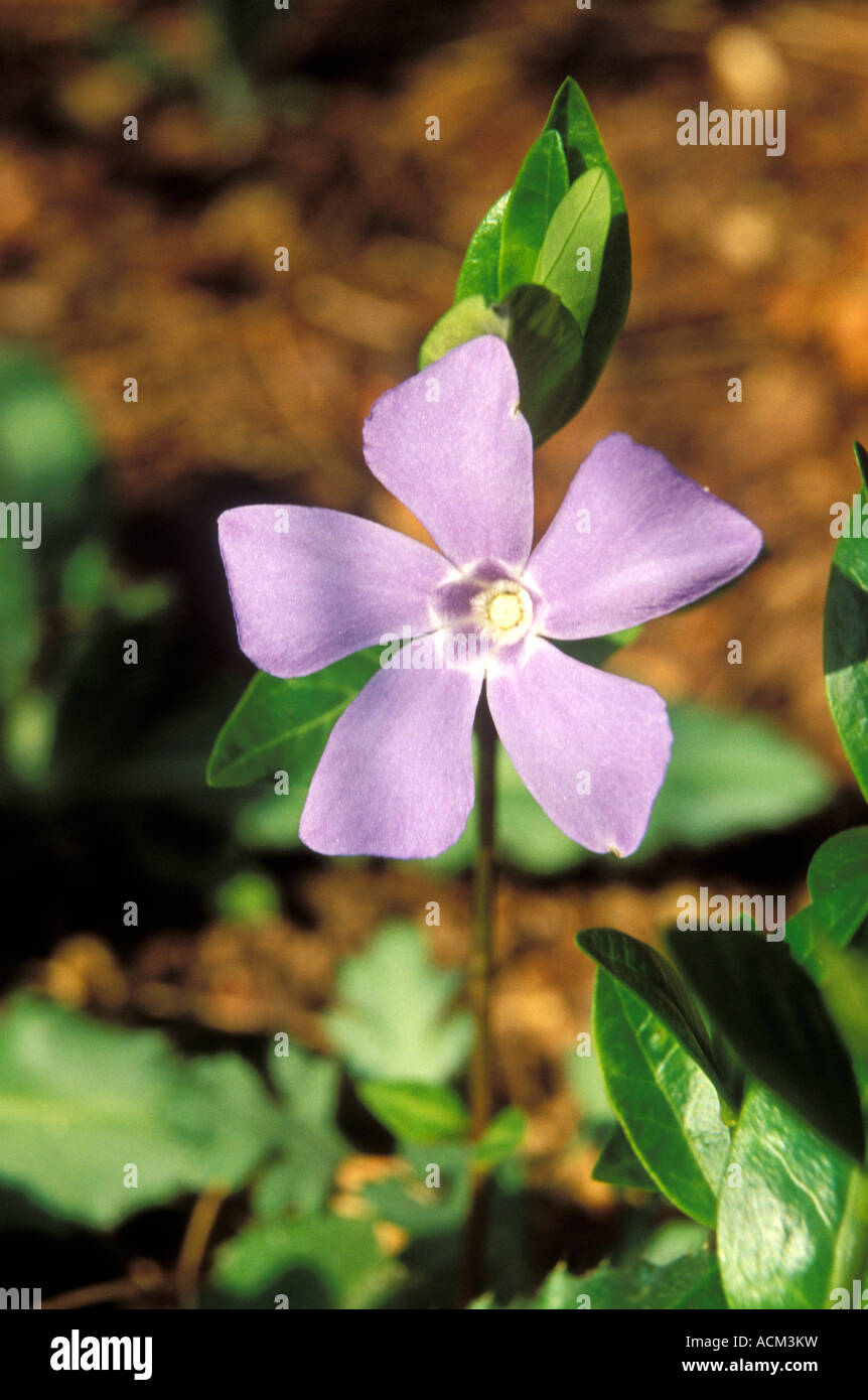 Periwinkle (Vinca minor), Great Falls, Virginia Stock Photo Alamy