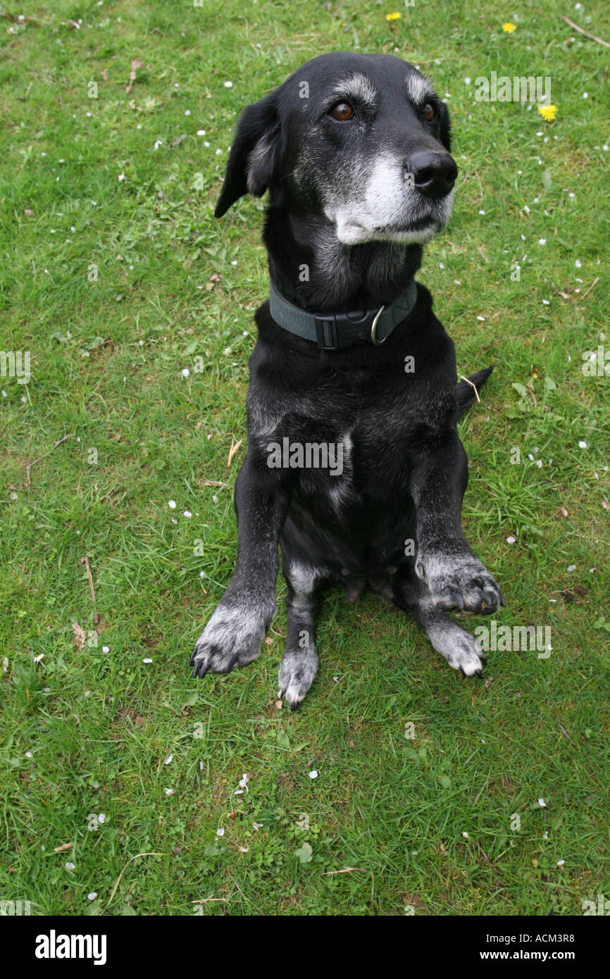 Black crossbreed dog on the grass, Hampshire ,England Stock Photo Alamy