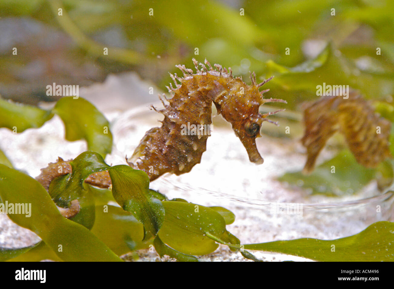 Lake Horse Hippocampus reidi Stock Photo Alamy
