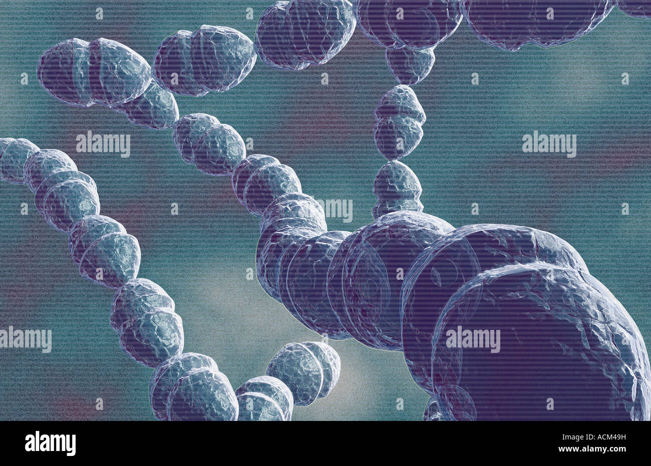 Streptococcus mutans bacteria hires stock photography and images Alamy