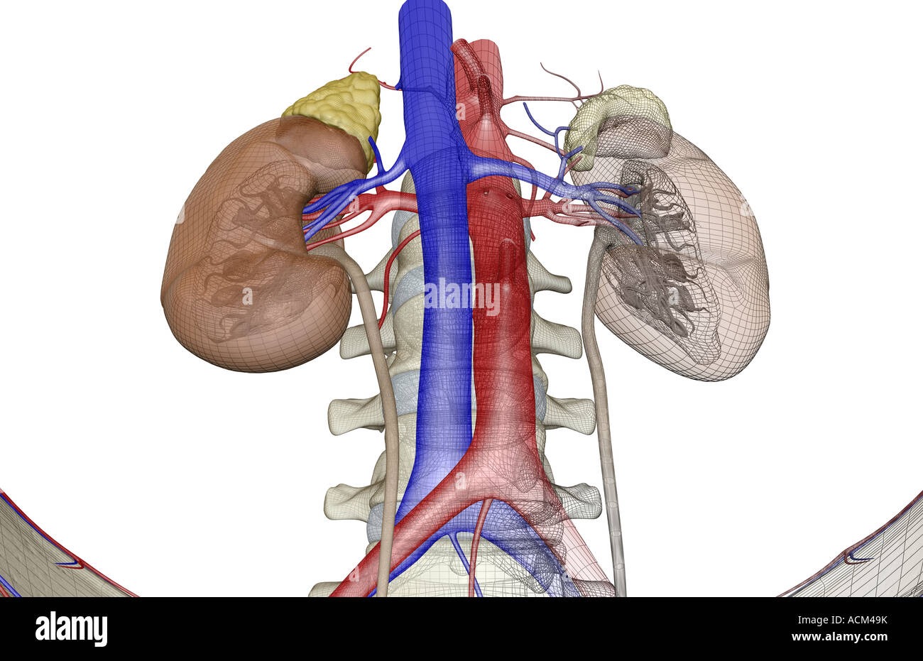 Blood supply of the kidneys Stock Photo Alamy