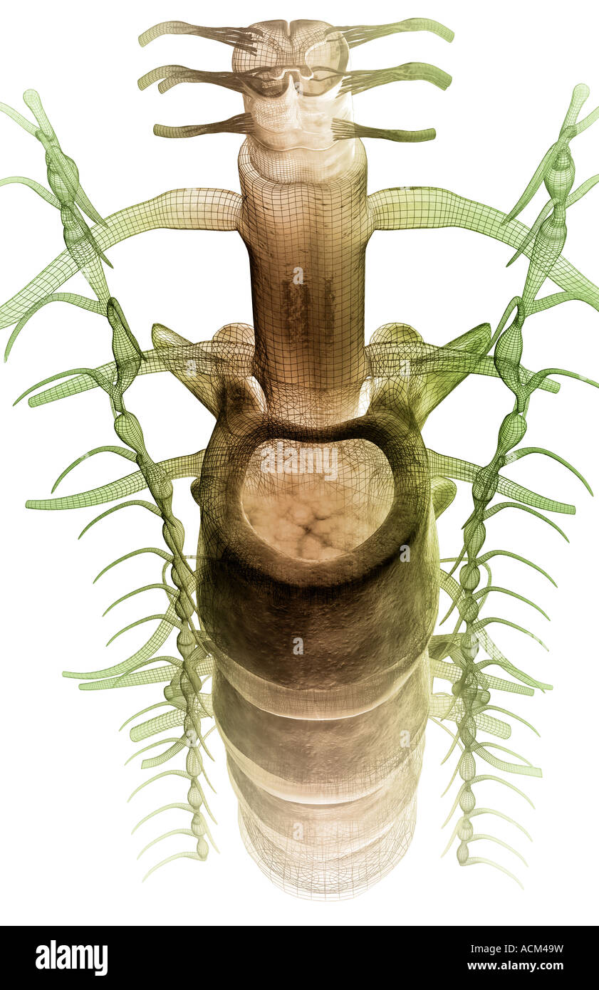 Dorsal view of spinal cord hi-res stock photography and images - Alamy