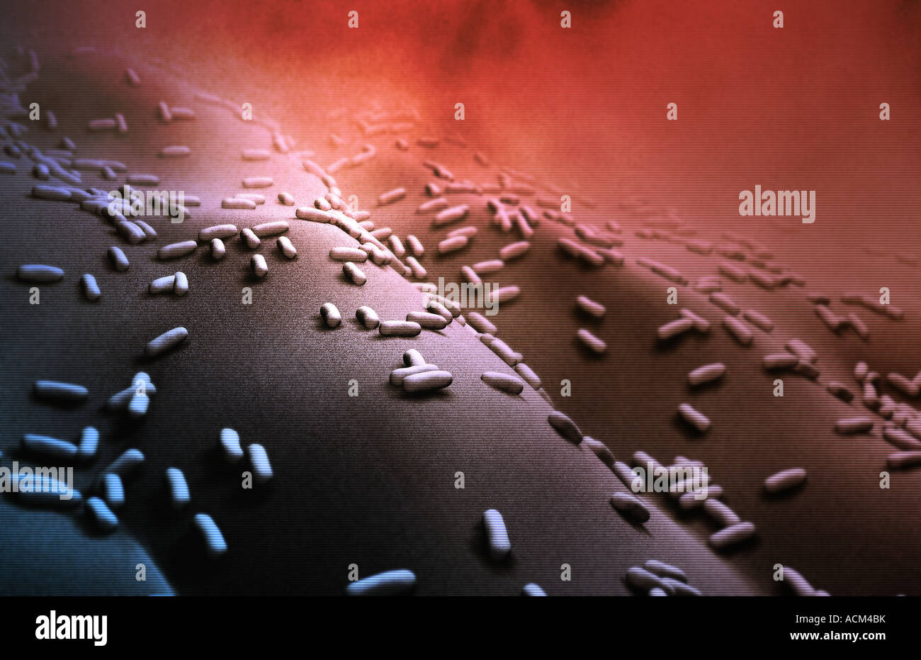 Rod shaped bacteria Stock Photo Alamy