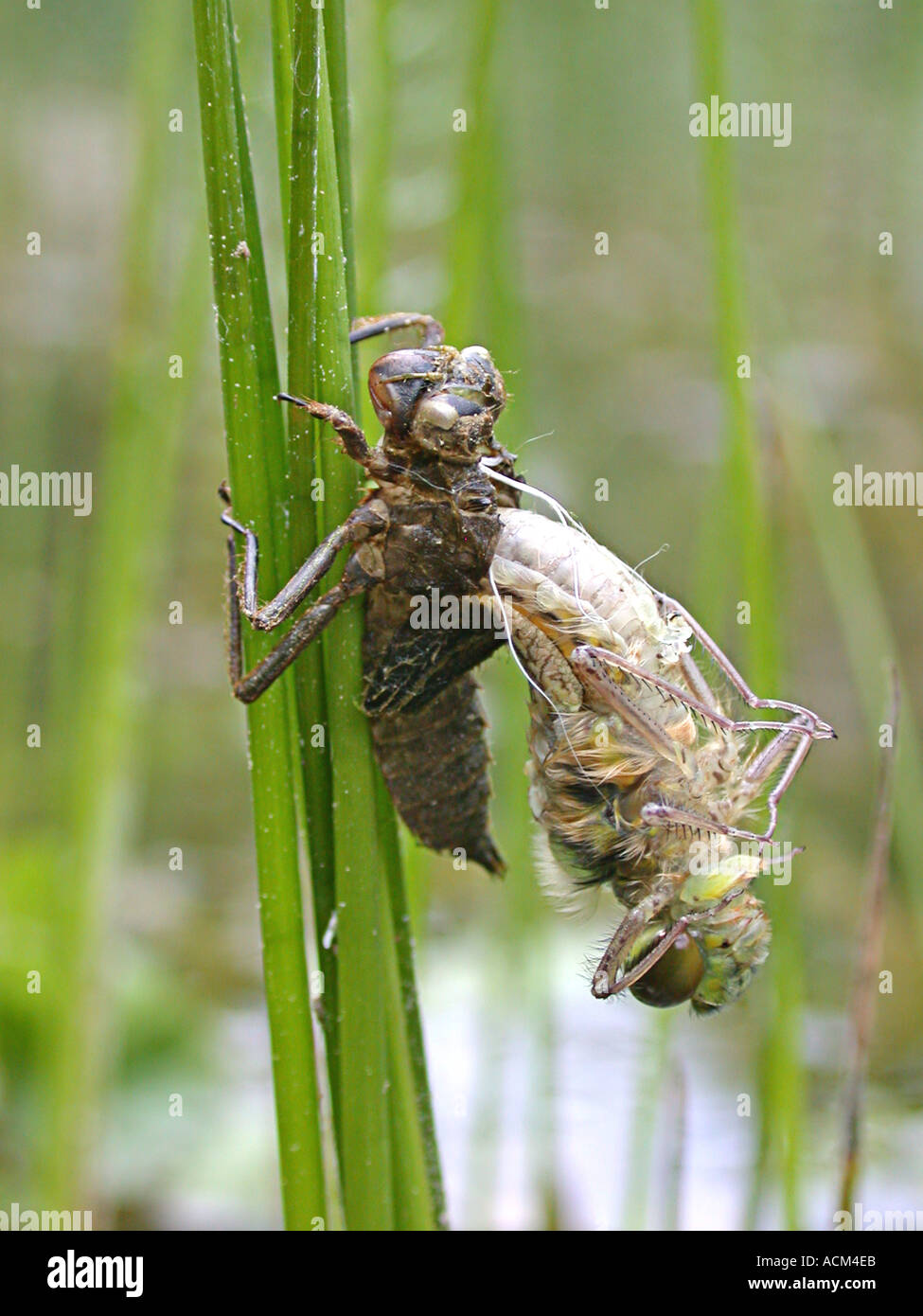 The birth of a dragonfly Aeschna cyanea Stock Photo