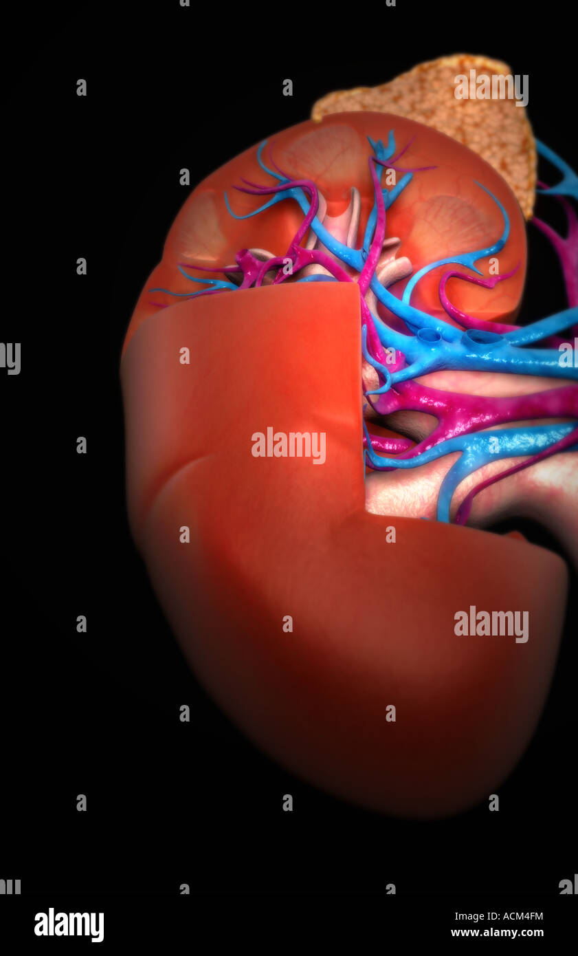 Blood supply of the kidneys Stock Photo Alamy