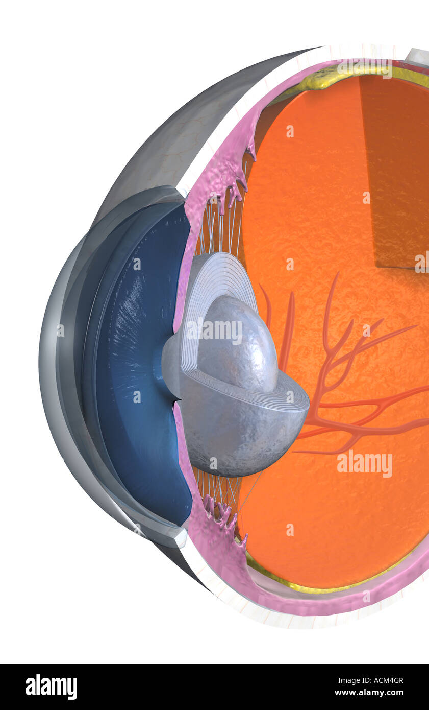 Structure of the eye Stock Photo