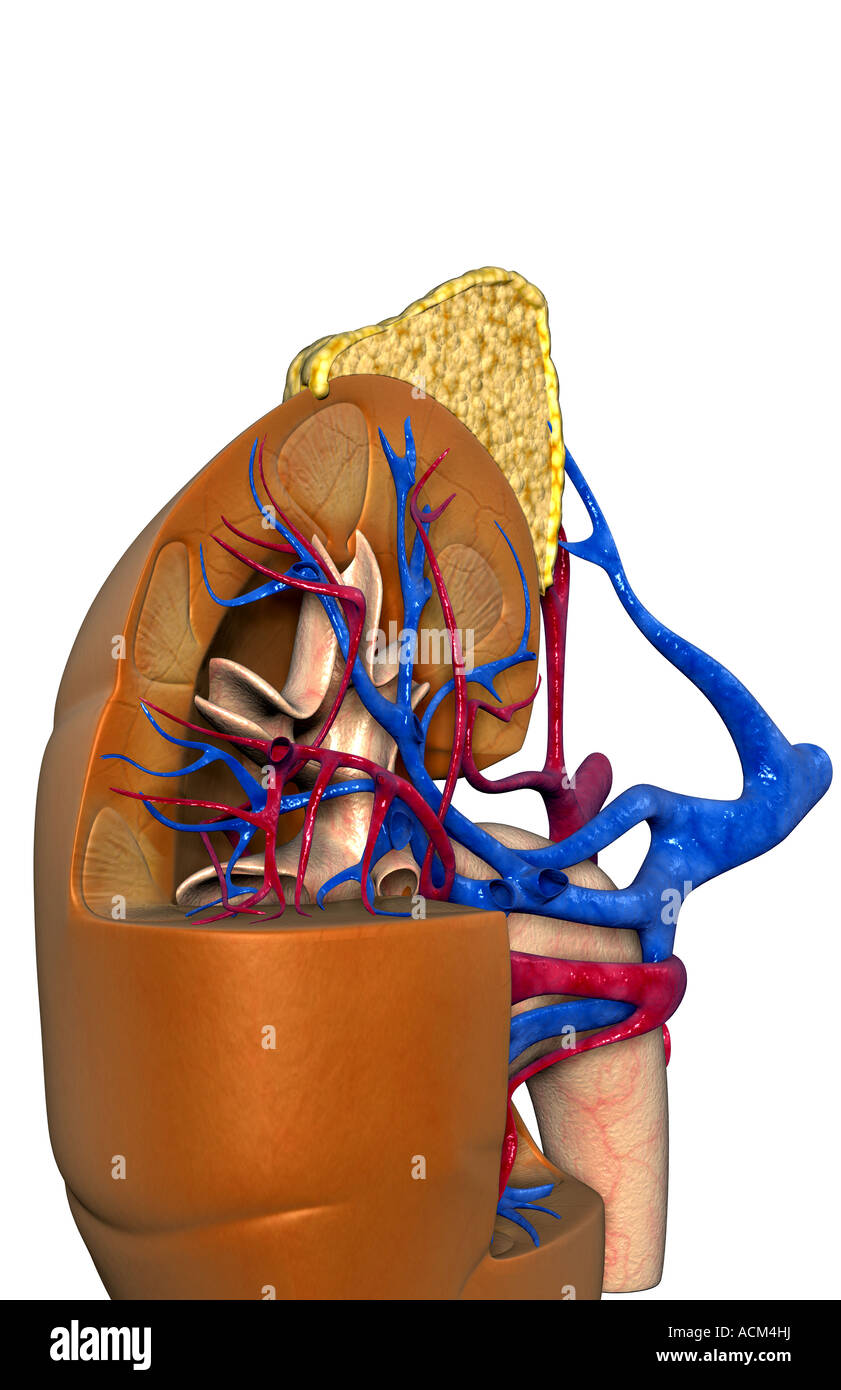 Blood supply of the kidneys Stock Photo Alamy