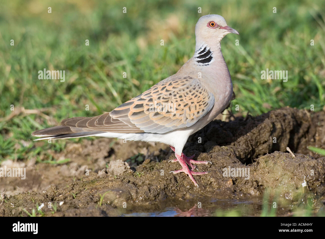 Eurasian Turtle Dove on water's edge Stock Photo