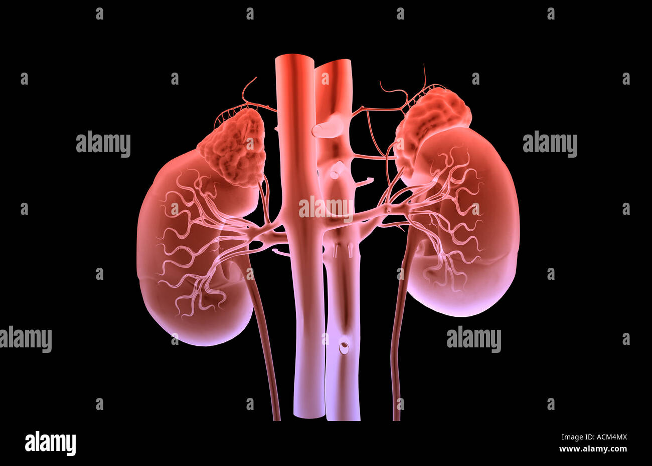 Blood supply of the kidneys Stock Photo