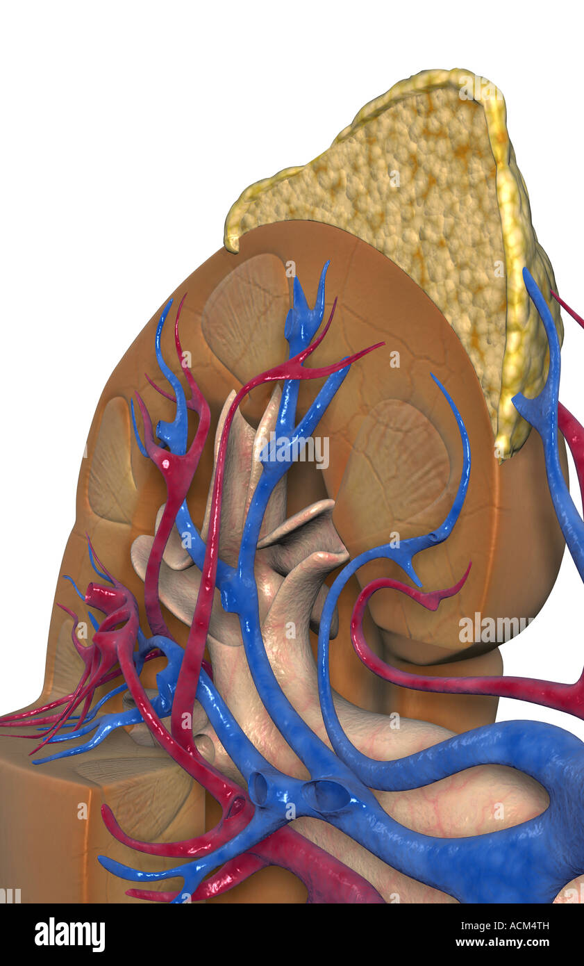 Blood supply of the kidneys Stock Photo Alamy