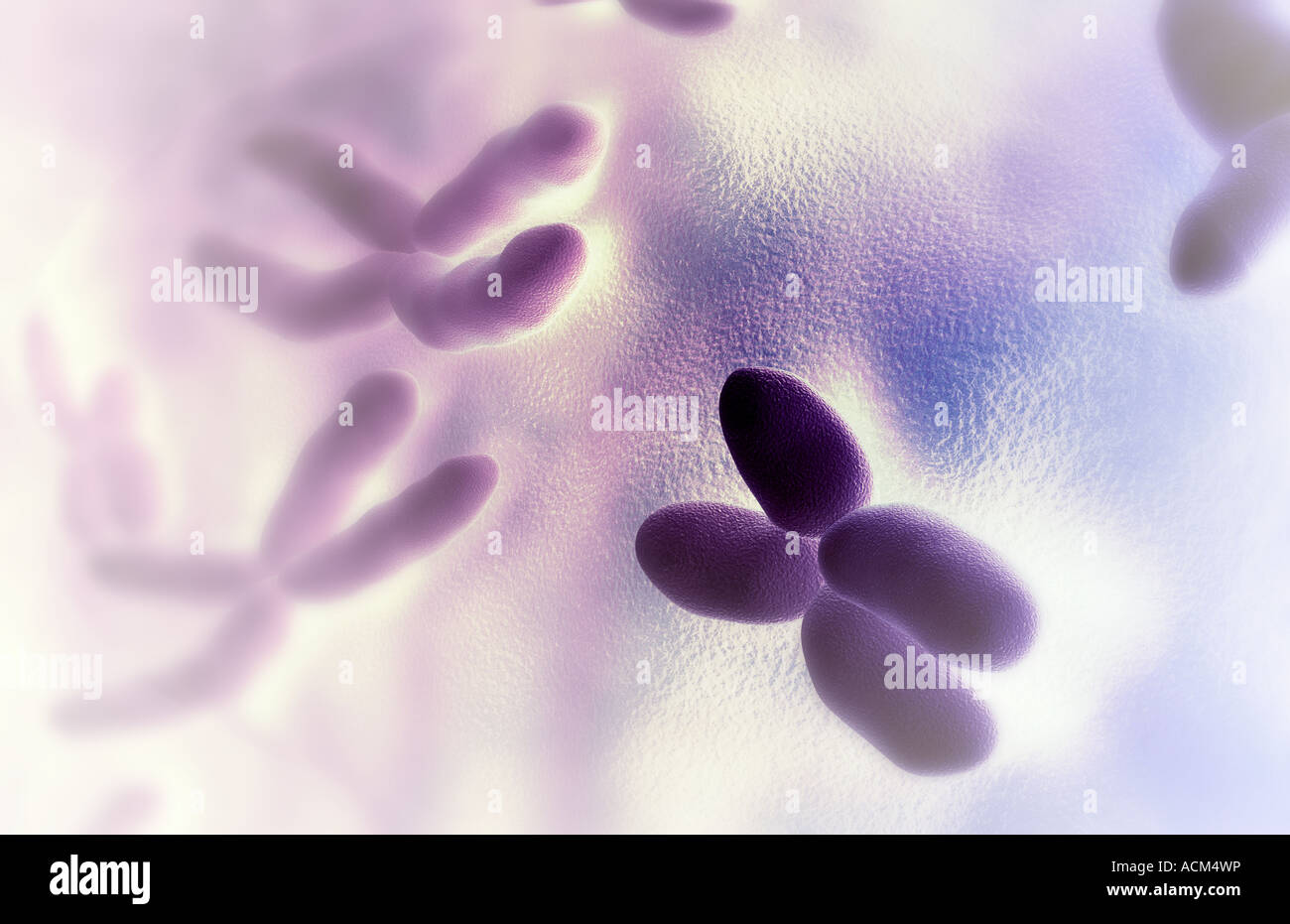 Human chromosomes cells hi-res stock photography and images - Alamy