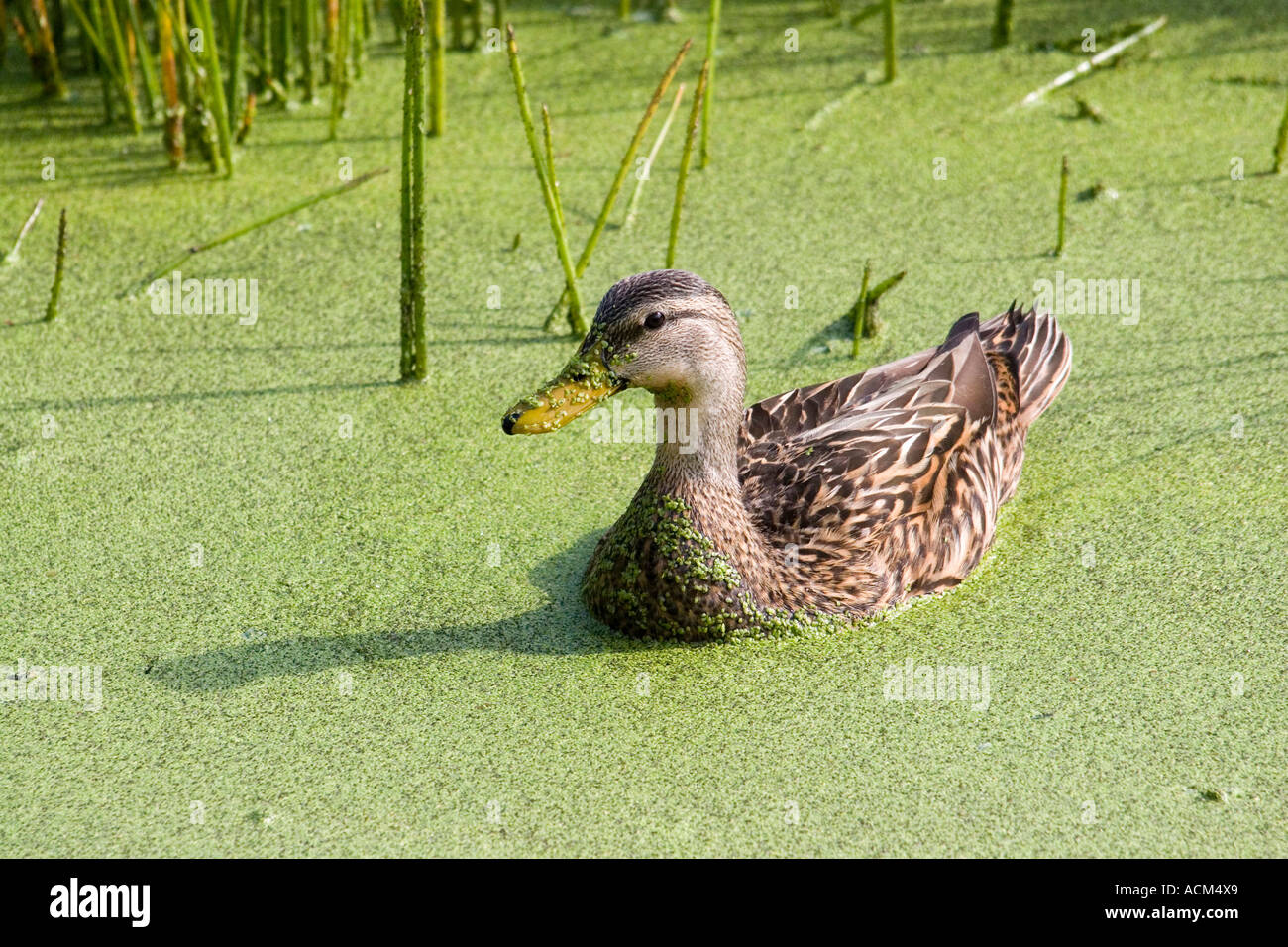 Mottled Duck Anas fulvigula anatidae florida duck Stock Photo