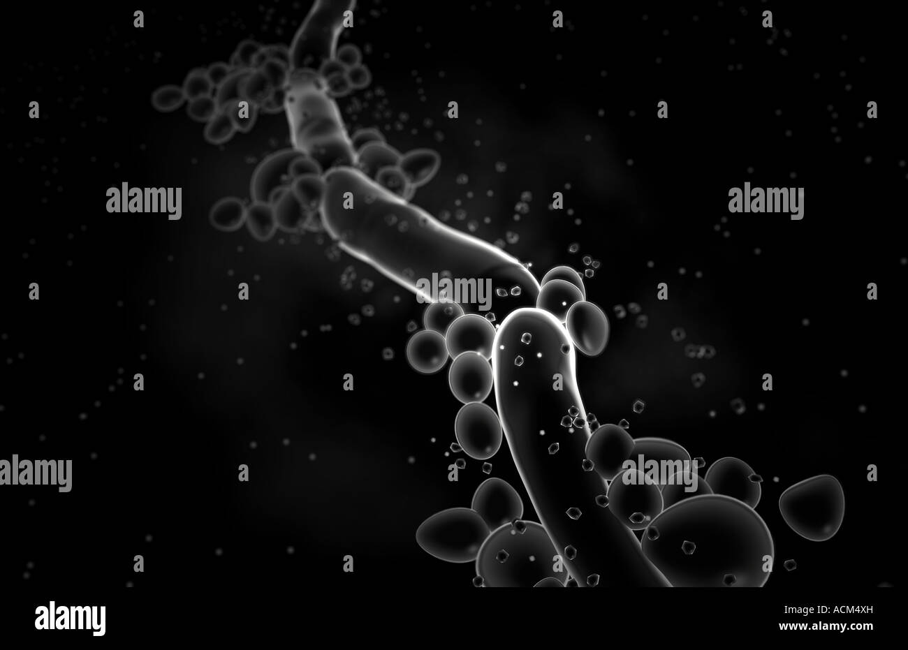 Candida albicans Stock Photo Alamy