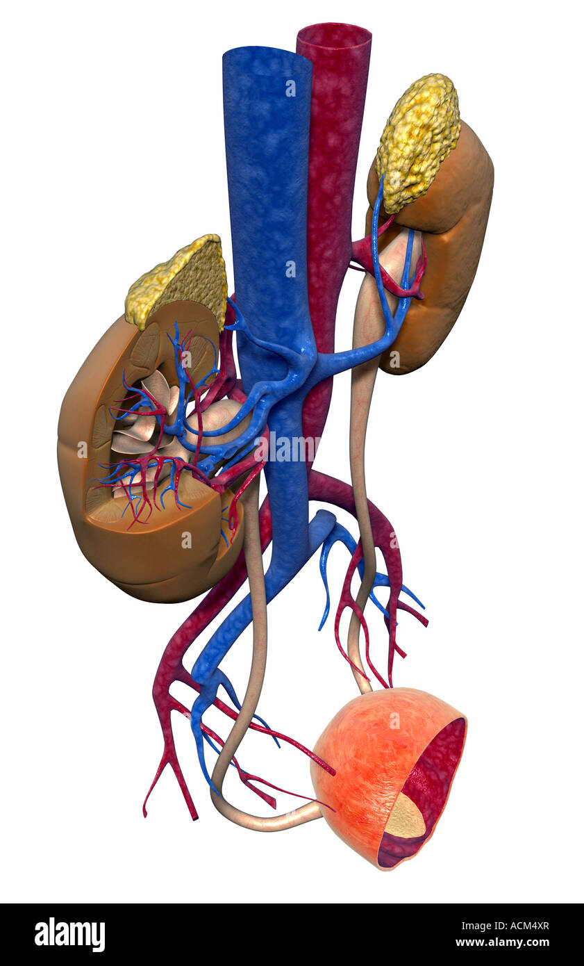 Blood supply of the kidneys Stock Photo Alamy