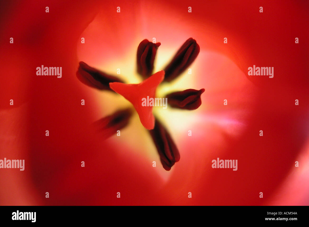 close up of tulip from inside Stock Photo - Alamy