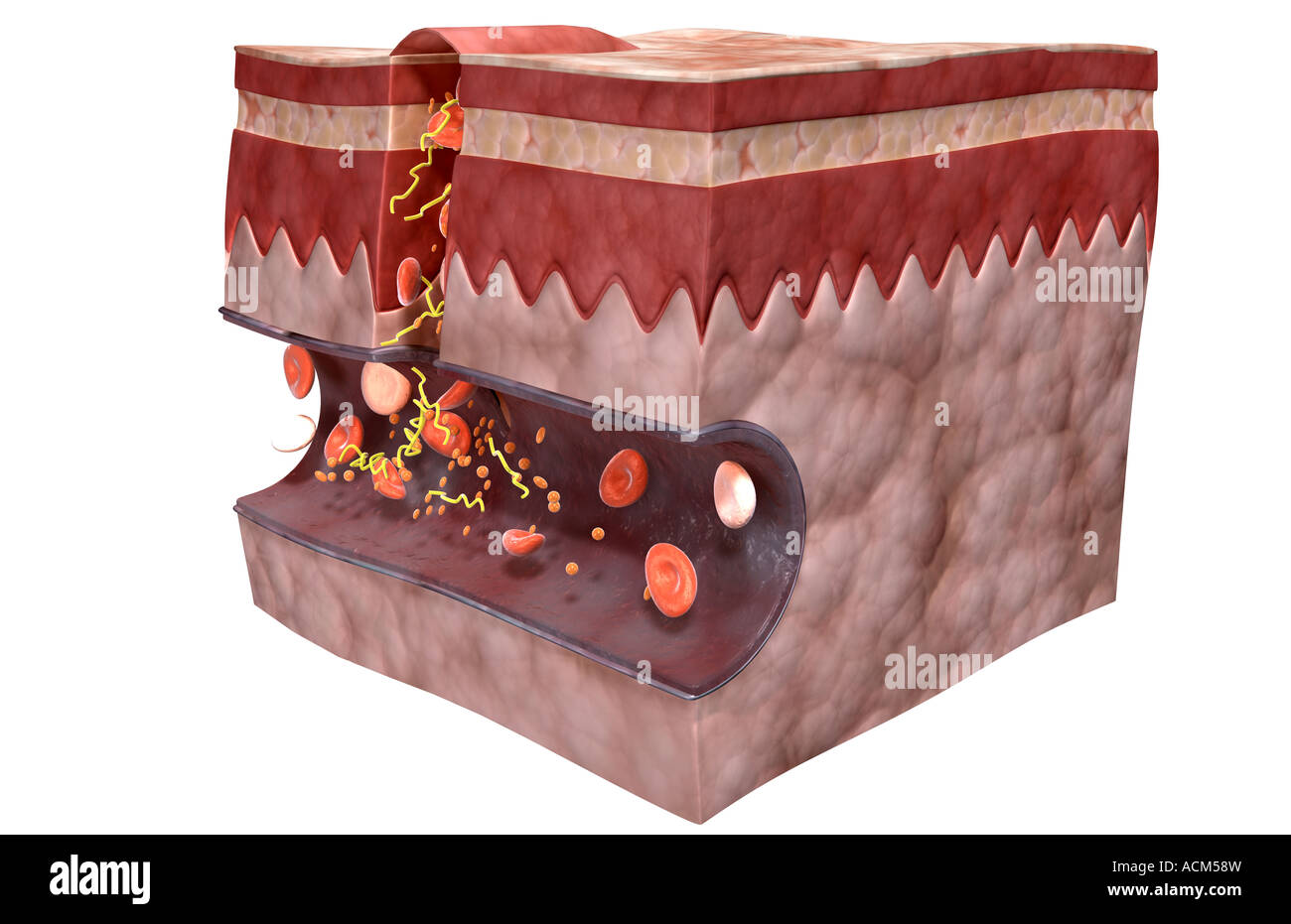 Blood clot formation Stock Photo Alamy