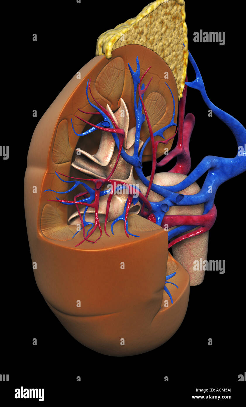 Blood supply of the kidneys Stock Photo Alamy