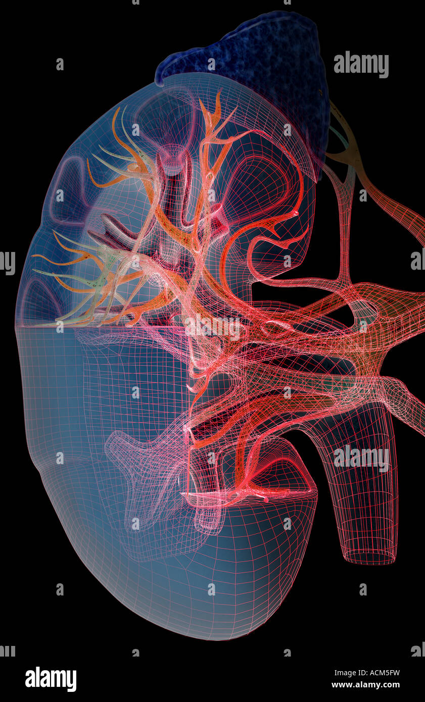 Blood supply of the kidneys Stock Photo Alamy