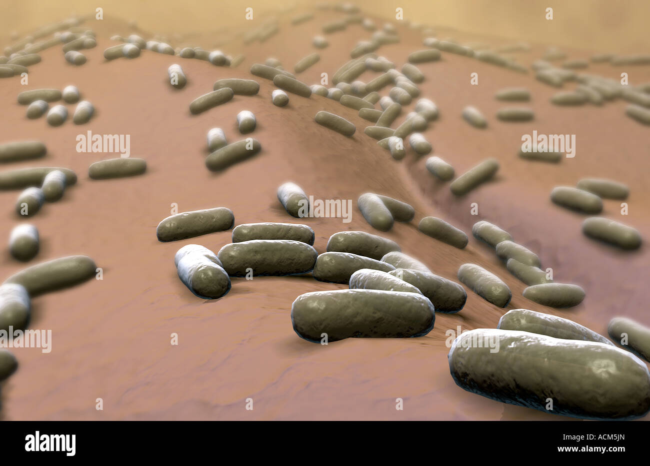 Rod shaped bacteria Stock Photo Alamy