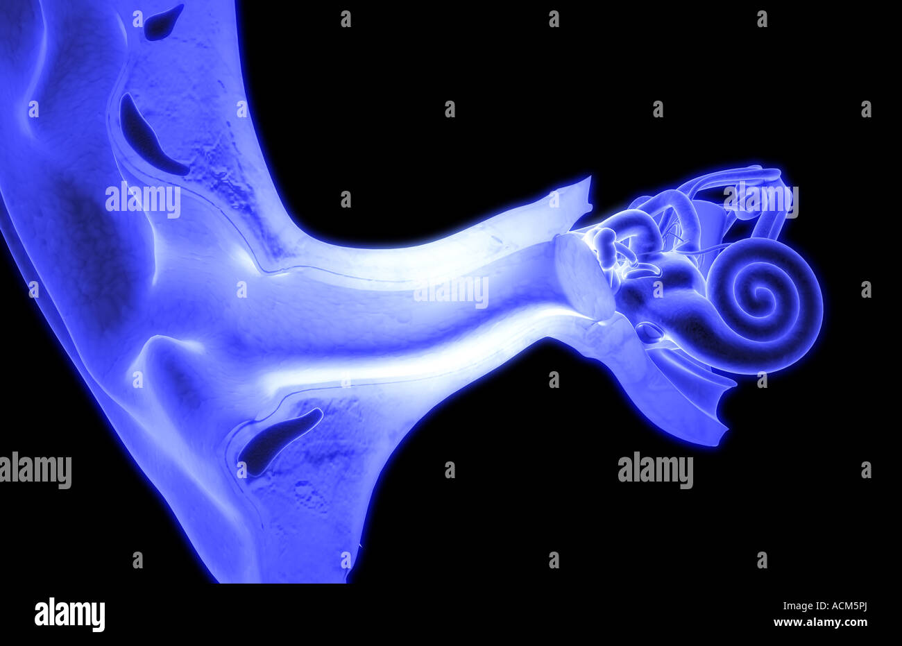 Ear Pinna High Resolution Stock Photography and Images - Alamy