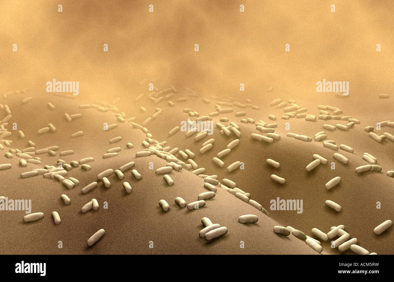 Rod shaped bacteria Stock Photo Alamy