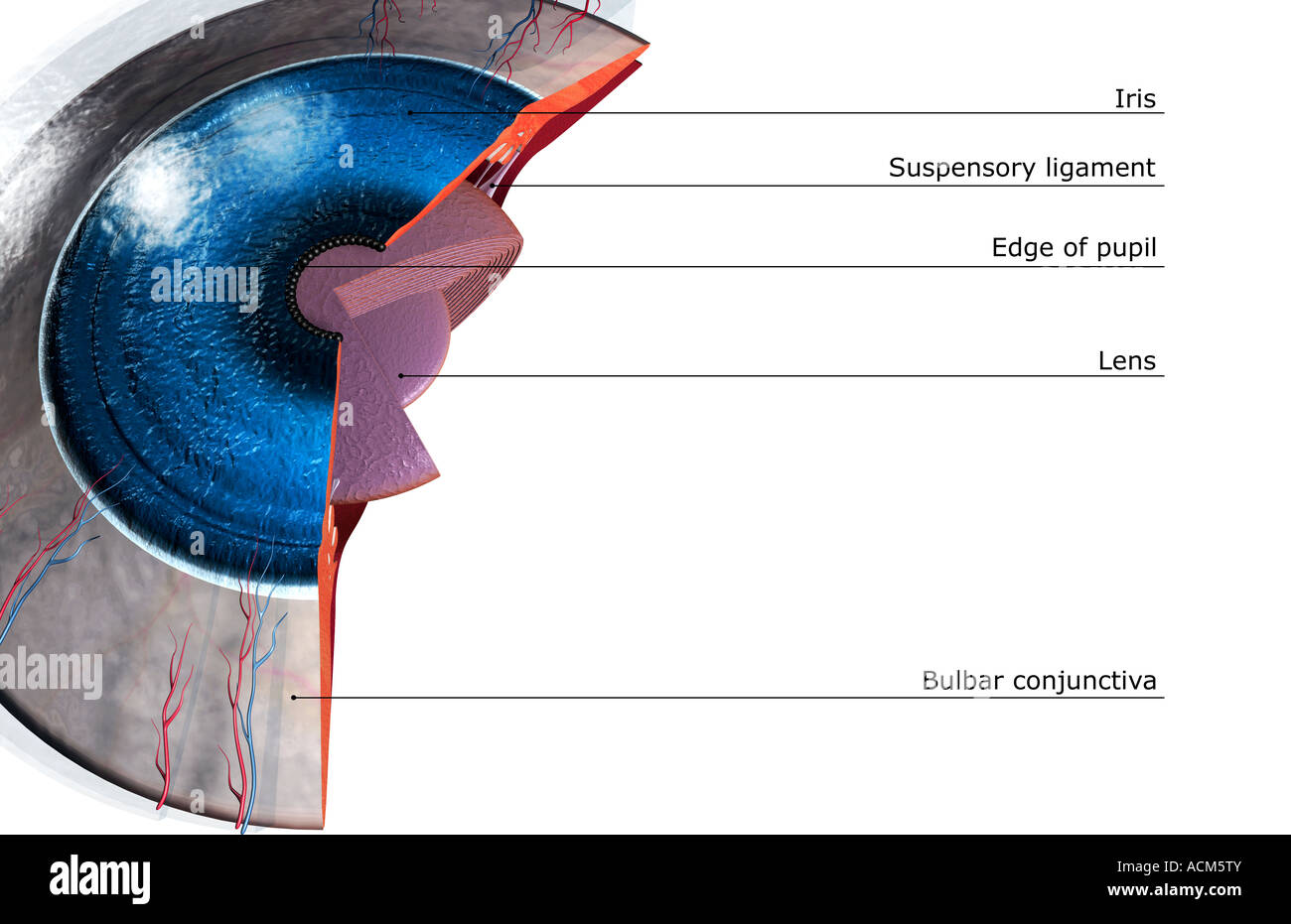 Sectional anatomy of the eye Stock Photo