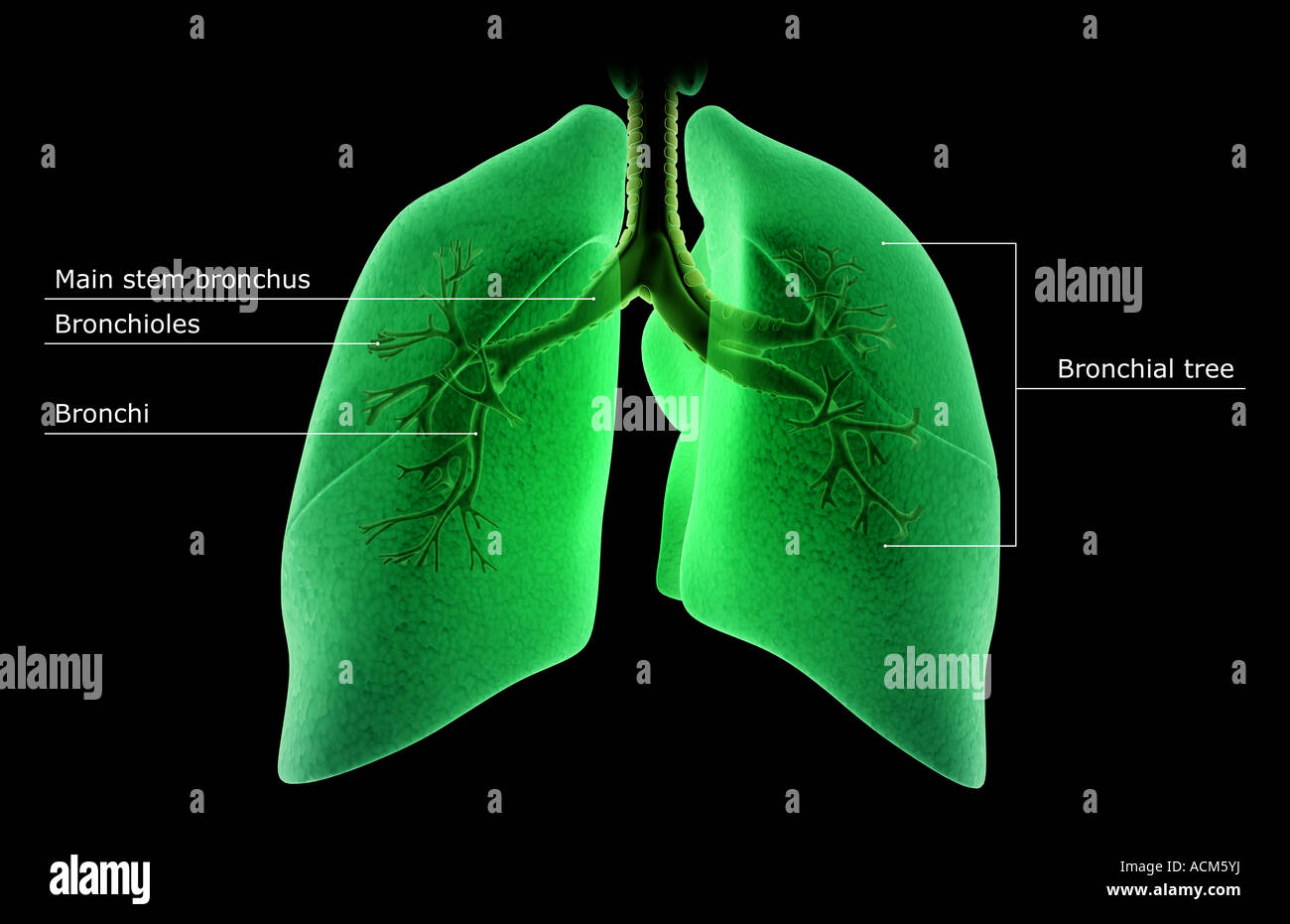 Human lungs and bronchial tree hi Biology Diagrams