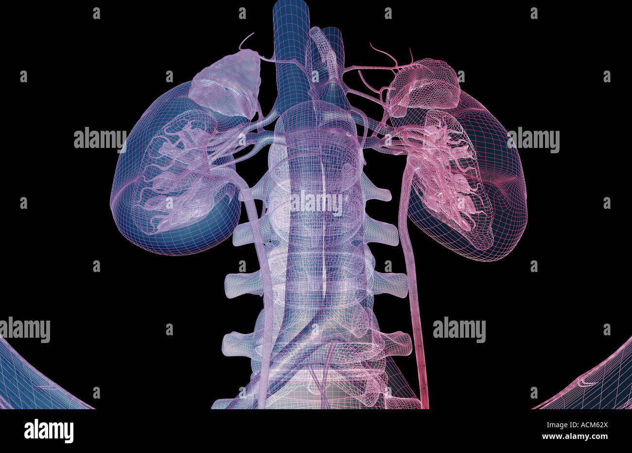 Blood supply of the kidneys Stock Photo
