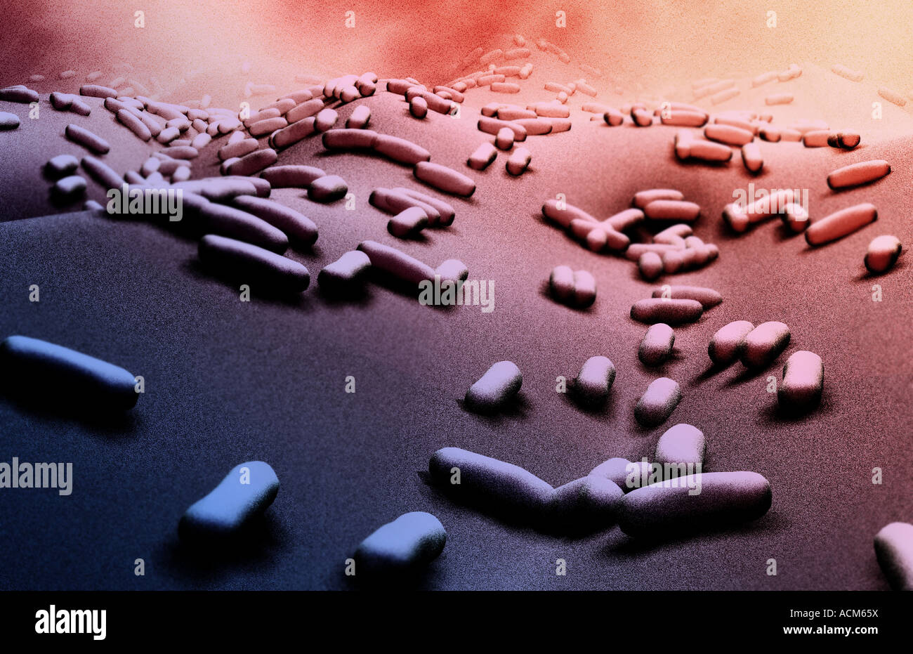 Rod shaped bacteria Stock Photo Alamy