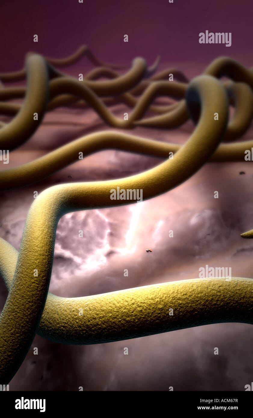 Lyme disease spirochete borrelia burgdorferi hires stock photography