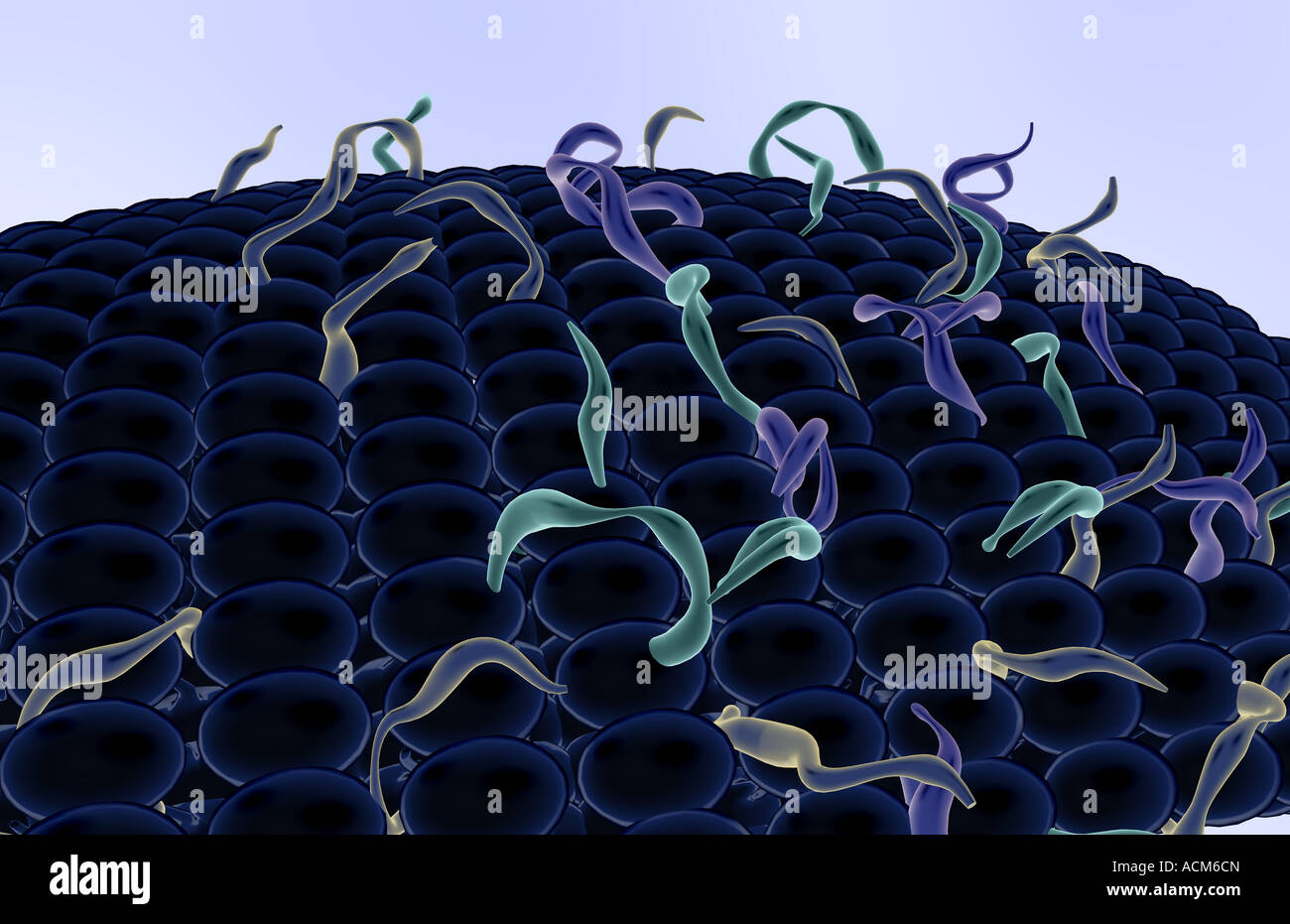 Cell membrane bilayer hi-res stock photography and images - Alamy