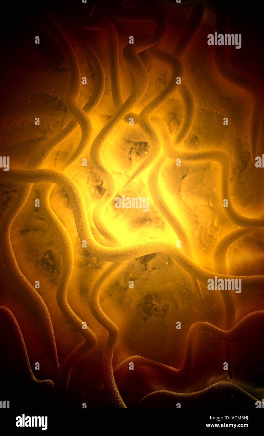 Lyme disease bacteria Stock Photo Alamy