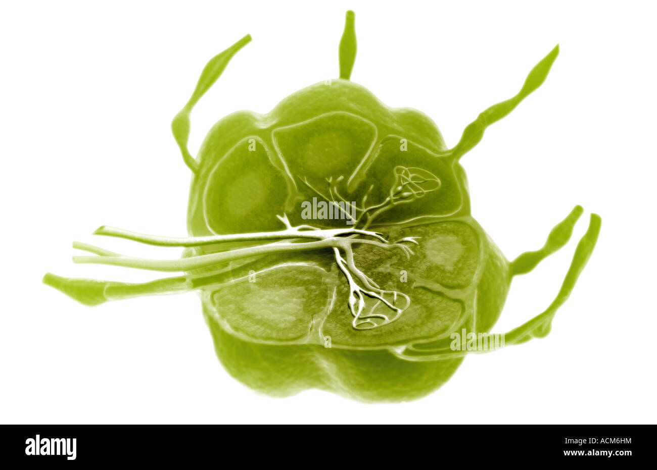 Lymph Node Illustration Cut Out Stock Images Pictures Alamy Lymph Node Illustration Cut Out Stock Images Pictures Alamy