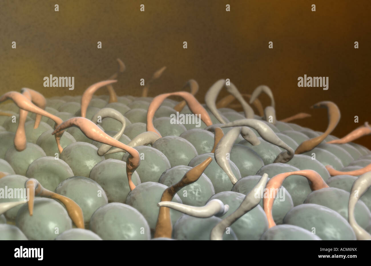 Cell surface membrane hi-res stock photography and images - Alamy