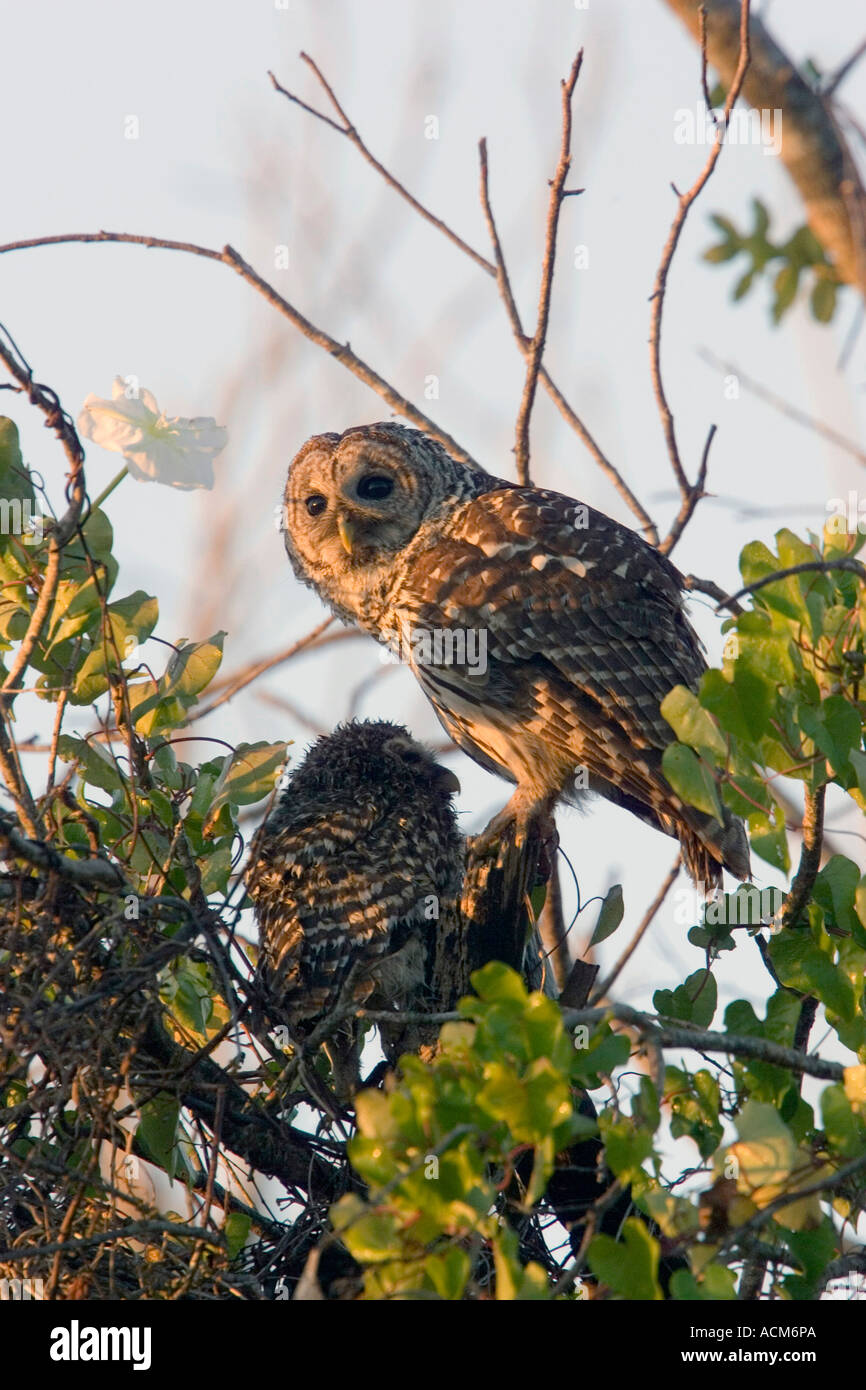 Strix Vari Barred Owl Strix varia with young Stock Photo - Alamy