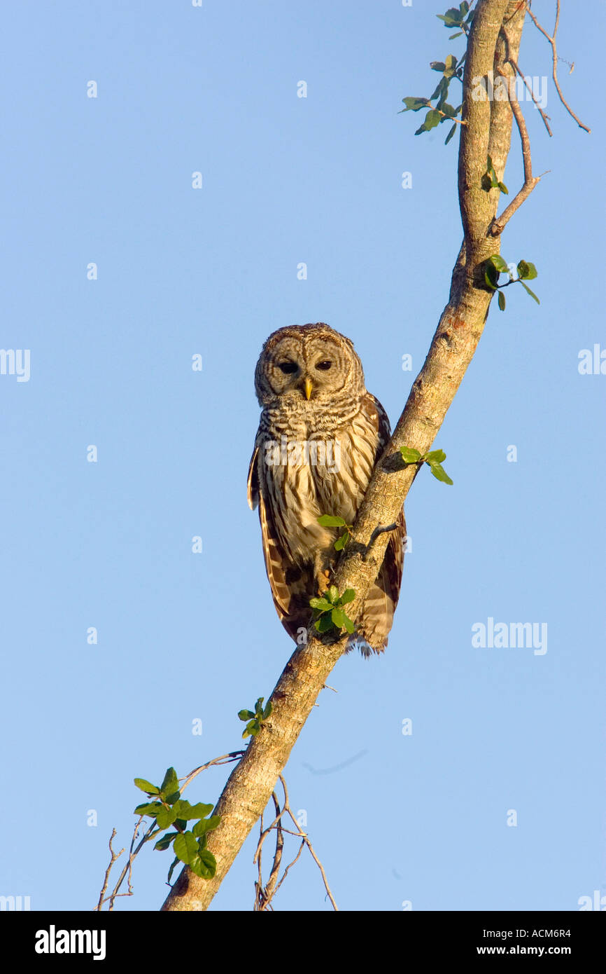 Strix Vari Florida strix varia hi-res stock photography and images - Alamy