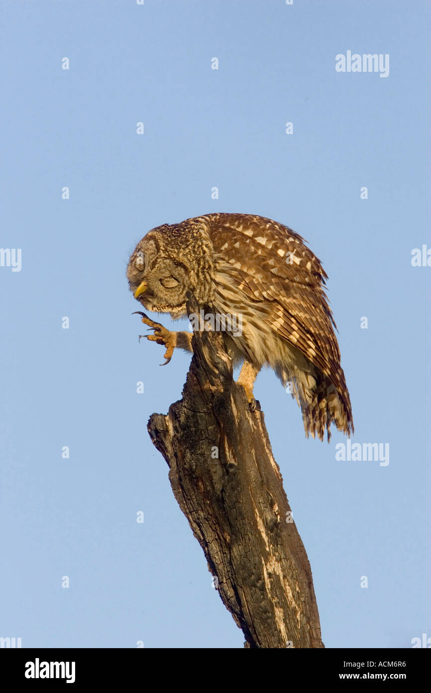 Strix Vari Barred Owl Strix varia scratch Stock Photo - Alamy