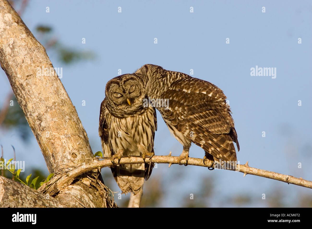 Strix Vari Barred Owl Strix varia Stock Photo - Alamy