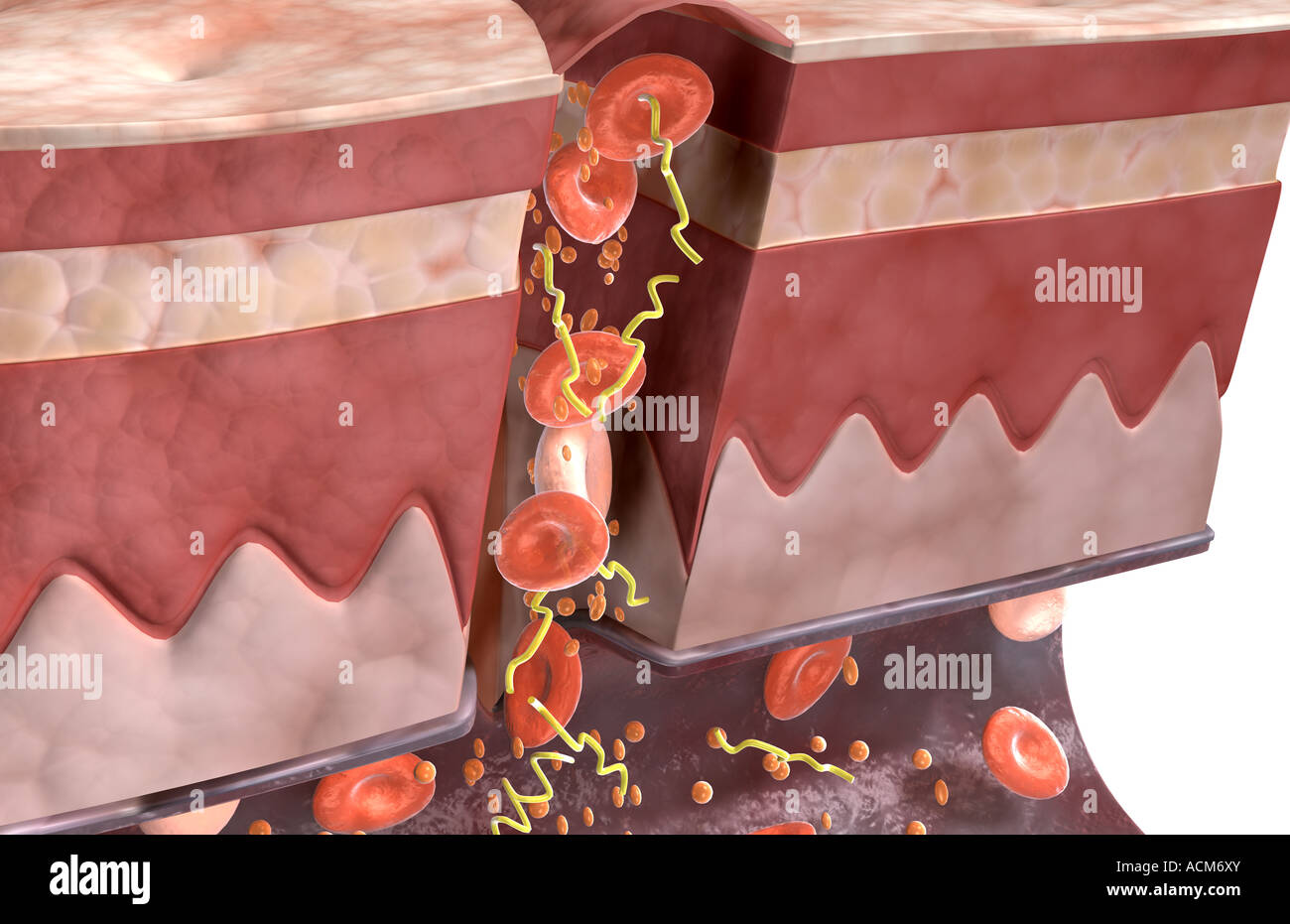 Blood clot formation Stock Photo Alamy