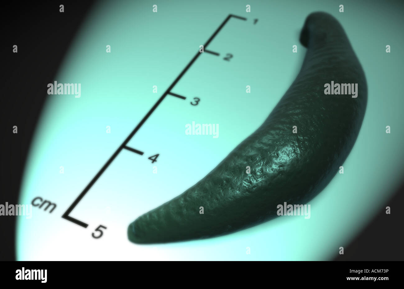 Leech Stock Photo