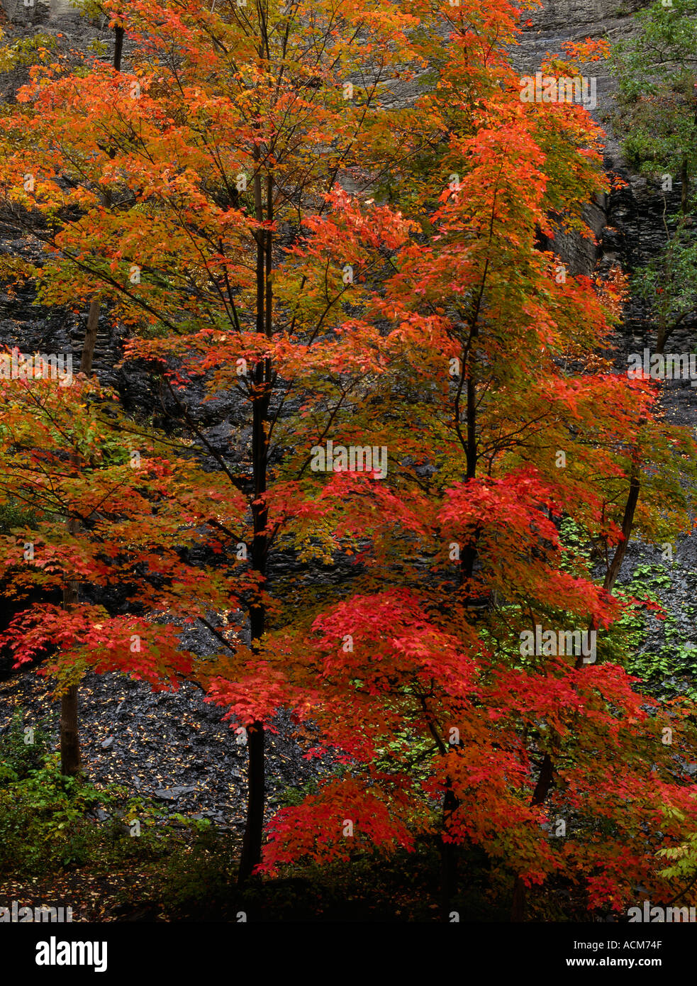 Autumn Maple Leaves New York State USA Stock Photo