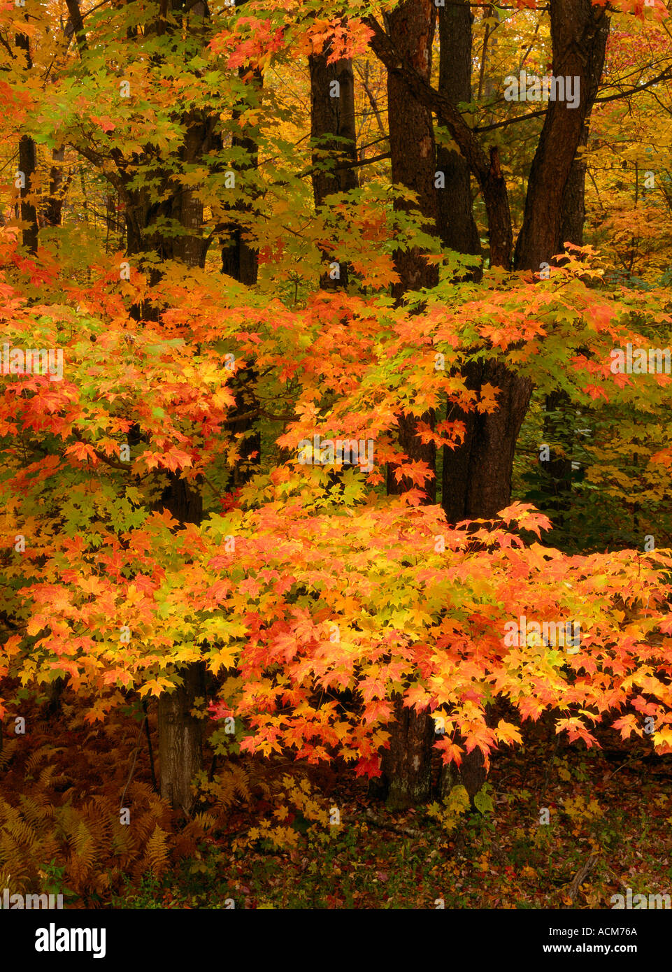 AUTUMN LEAVES Fall Color, New Hampshire, USA Stock Photo
