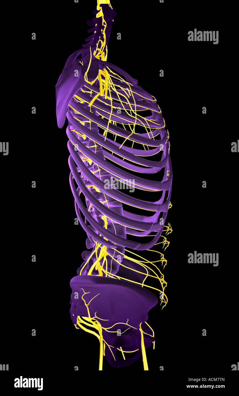 Nerves of the upper body Stock Photo