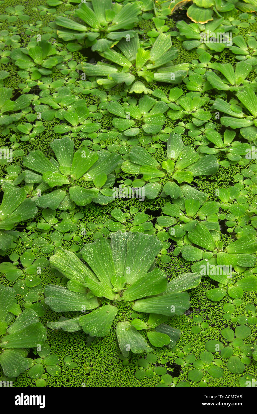Water Lettuce (Pistia stratiotes) Pest that clogs waterways worldwide Stock Photo